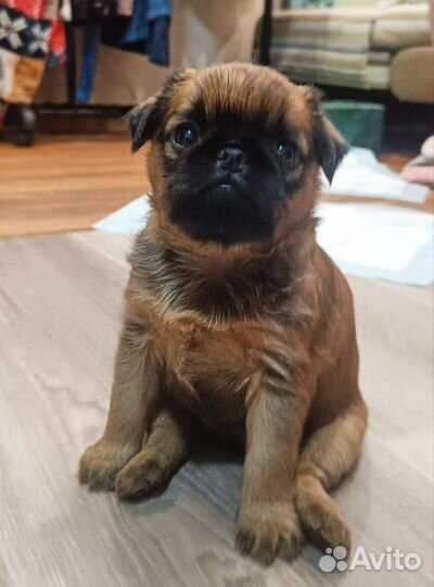 Девочка Пти- брабансон/Брюссельский гриффон