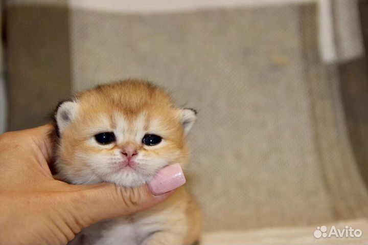 Элитный котик золотой тикированный и кот для вязки