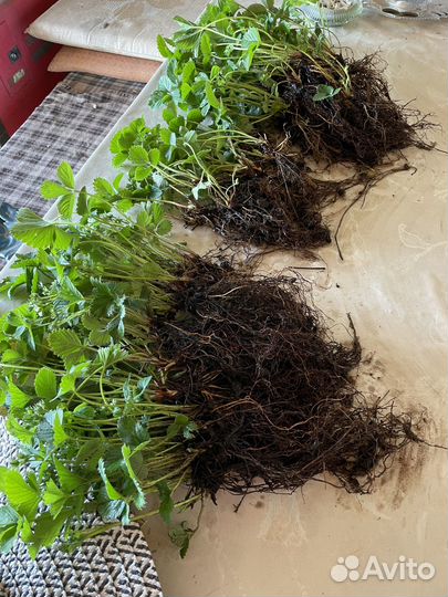 Рассада клубники ремонтантной