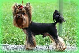 Передержка собак маленьких пород