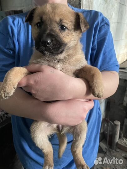 Щенки, бесплатно