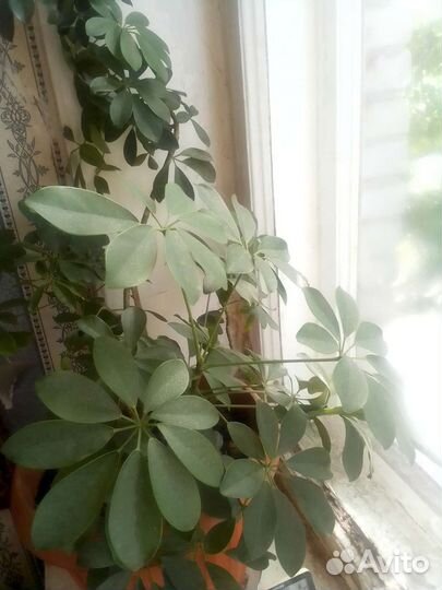 Комнатные цветы шефлера