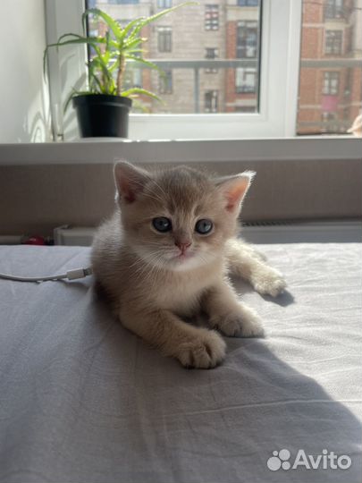 Котята Шотландские прямоухие