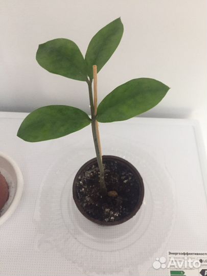 Замиокулькас