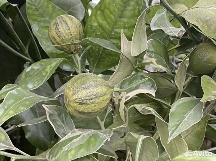 Мандарин декопон Вариегатный