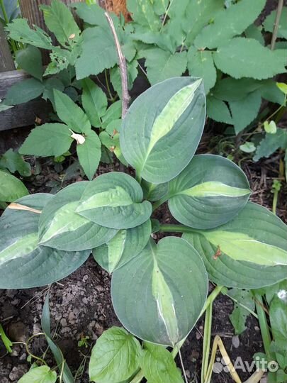 Хоста + в подарок безвременник