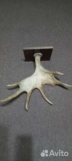 Продам рога лося