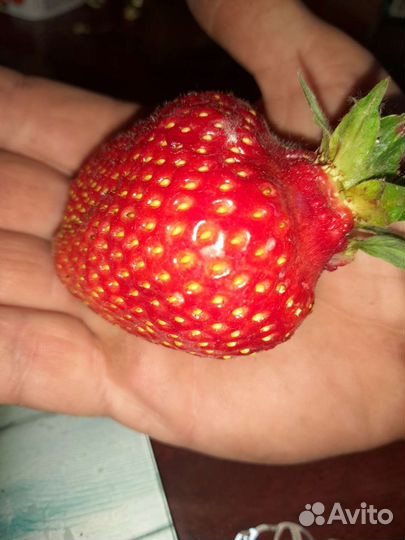 Клубника. Рассада