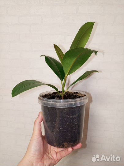 Фикус каучуконосный в 1 л