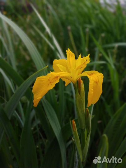 Ирис, канареечник, василёк, октябринка - обмен