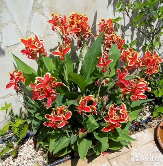 Канны Люцифер