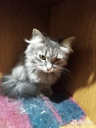 Отдам бесплатно