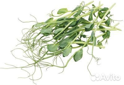 Семена весовые микрозелень