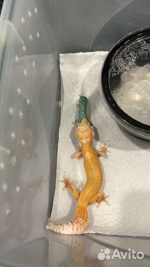 Эублефар Tangerine het TA