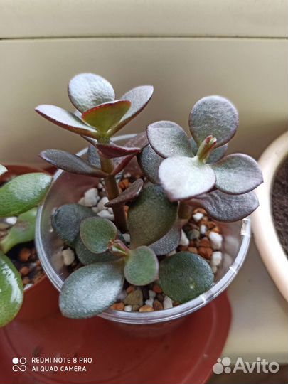 Крассула minor