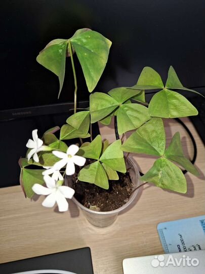 Кислица зеленая и бордовая