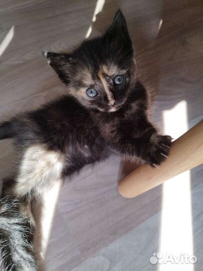 Кошка в дар бесплатно