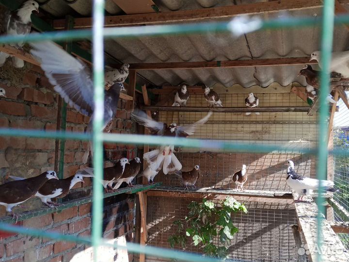 Продажа бакинских голубей