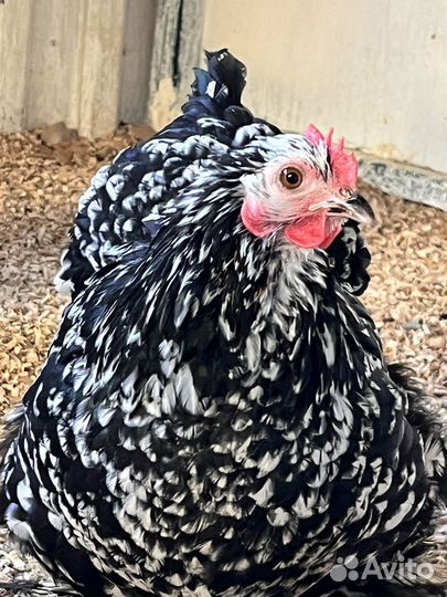 Карликовые кохинхины