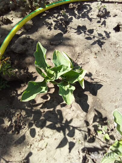 Хоста голубая