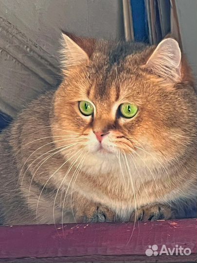 Котик для вязки