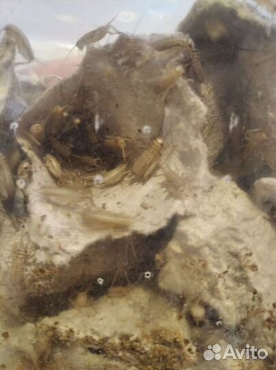 Сверчок,Зофобас,Таракан,Мучник,Кормовые Насекомые