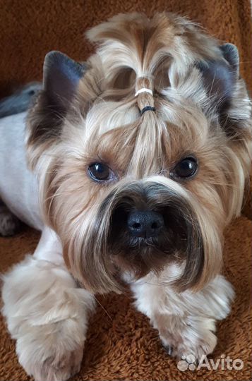 Вязка,Йорк,стандарт