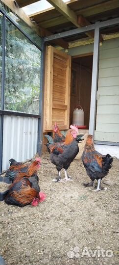 Петушки Маран черно медный