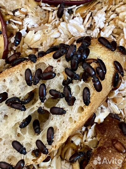 Личинки жука знахаря, жук знахарь, куколки знахаря