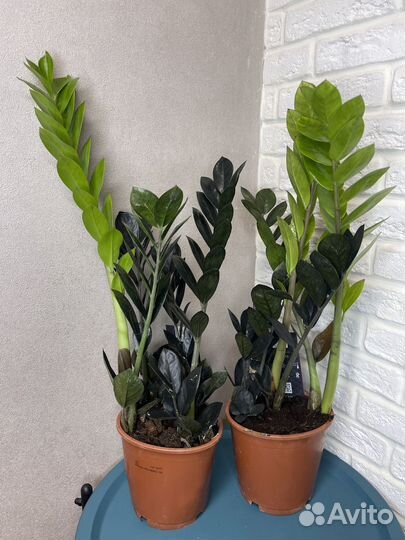Замиокулькас black долларовое дерево цветы