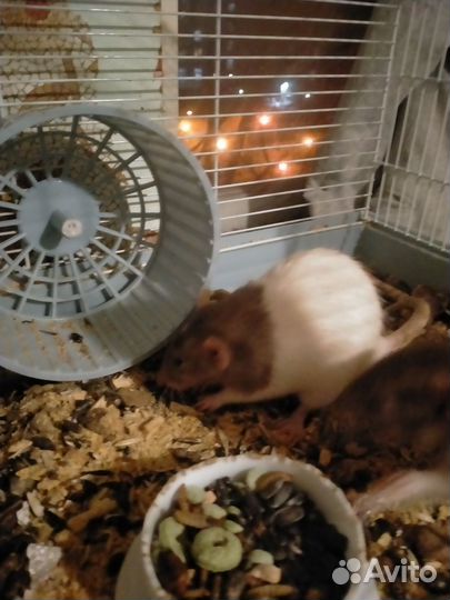 Декоративная крыса Дамбо