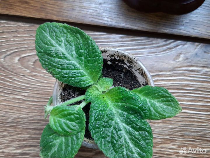 Эписции разные, более 40 сортов