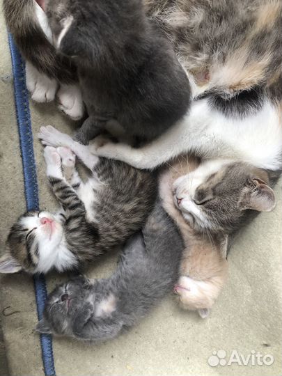 Отдам в добрые руки