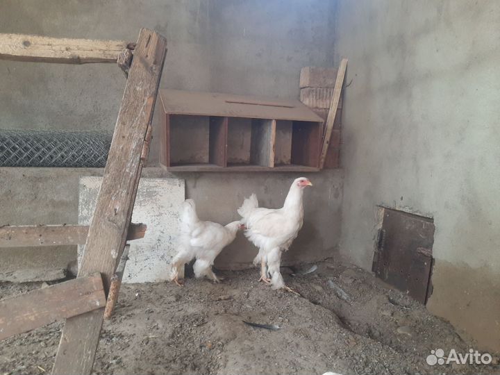 Белая брама