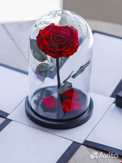 Долговечная роза