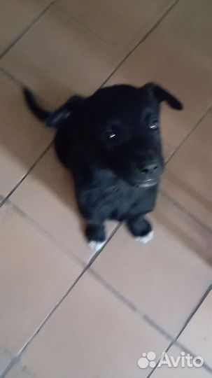 Щенок кобелек в добрые руки