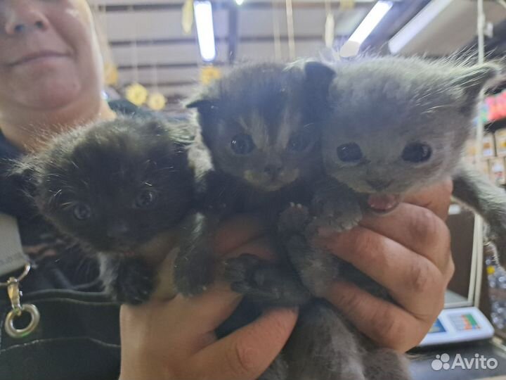 Помесь британца