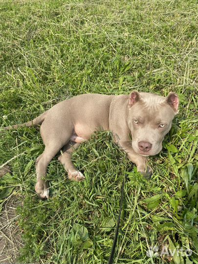 Американский булли, тип покет