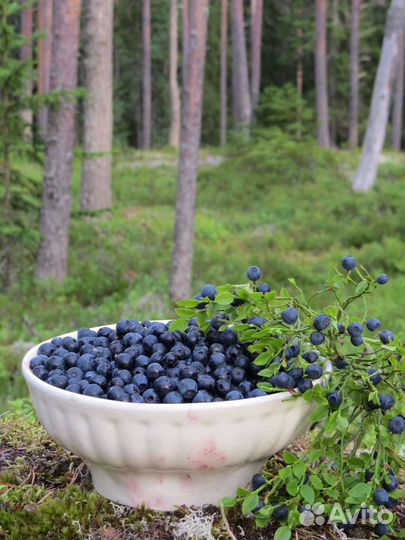 Черника свежая