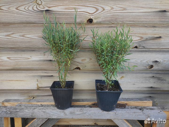 Ива пурпурная Нана, зкс