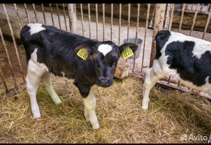 Бычки телята на откорм бесплатная доставка