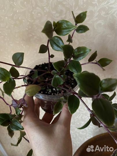 Традесканция