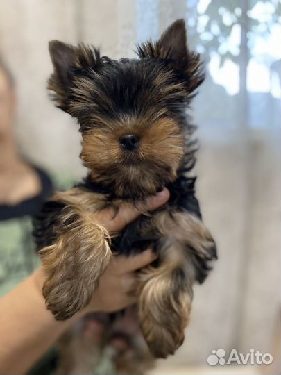 Йоркширский терьер щенки