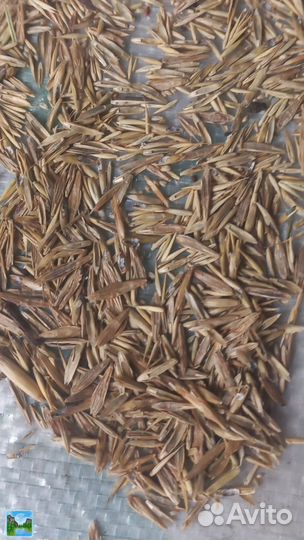 Семена эспарцета,суданки,Люцерны,Разнотравье