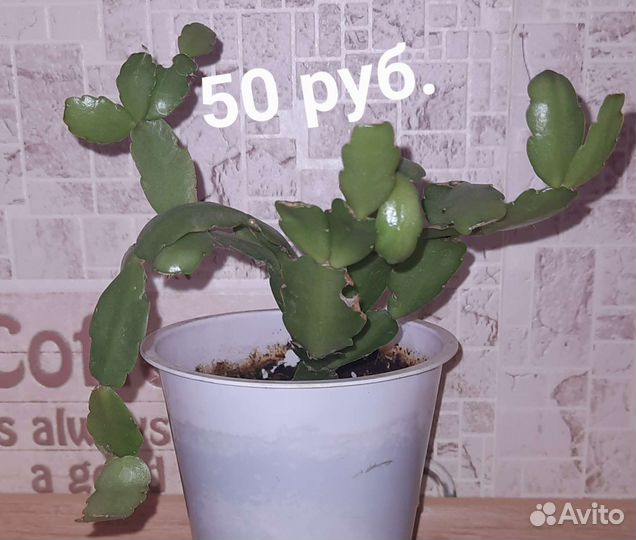 Декабрист, он же Шлюмбергер, он же Зигокактус