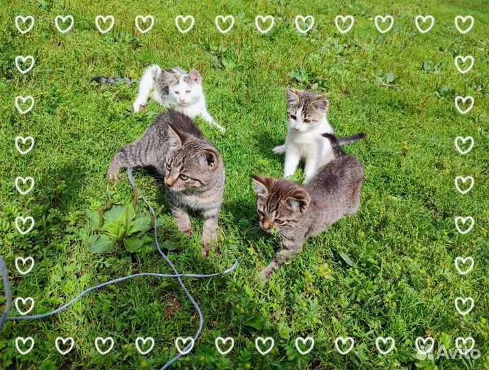 Котята в добрые руки