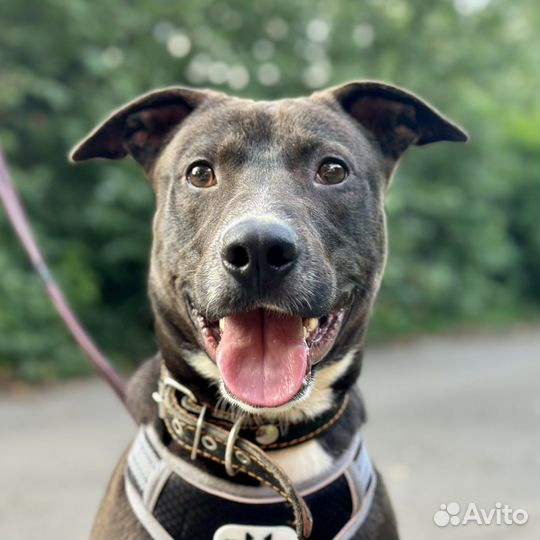 Питбуль в добрые руки