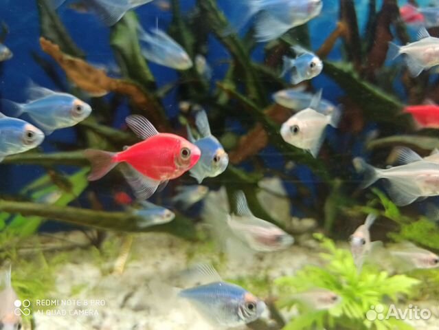 Аквариумные рыбки Тернеции, анцитрусы, данио купить в Новосибирске ...