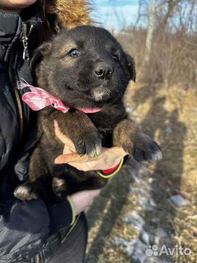 Собака в добрые руки щенок