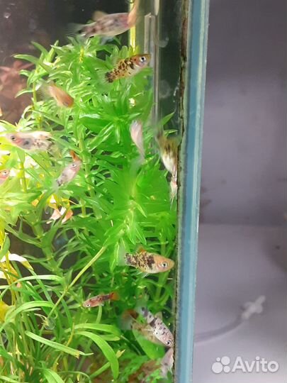 Подростки пецилии